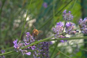bee on lavender flowers (vers. 2)