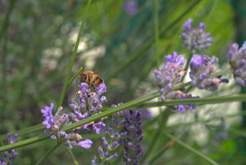 bee on lavender flowers (vers. 1)