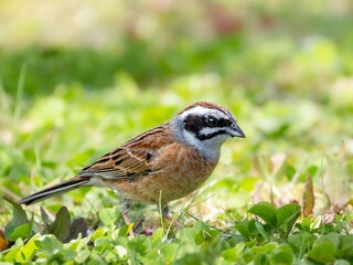 森の木陰で地面に降りて食べ物を探しているホオジロ
