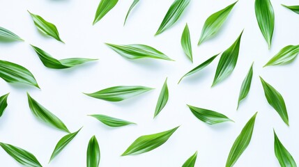 Fototapeta premium Fresh green leaves scattered on white background (1)