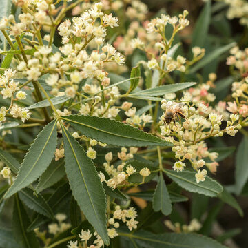 Bee feeding on NSW native Christmas Bush (Ceratopetalum gummiferum)