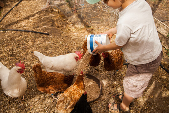 Young boy feeding chooks with bucket of layer pellets
