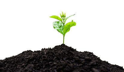 Seedling with green leaves on growing soil pile isolated on against transparent background. Environmental conservation concept..