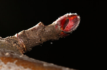 A small red bud on a tree branch