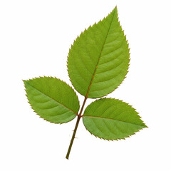 Fototapeta premium green leaf isolated on white background