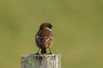 Stonechat (Saxicola rubicola)