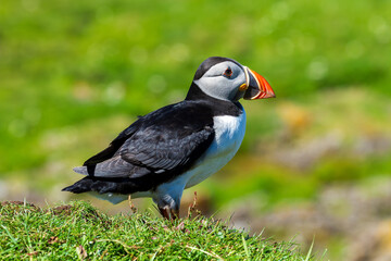 Atlantic Puffin (Fratercula arctica)