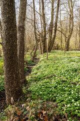 Buschwindröschen blühen im Frühling 2