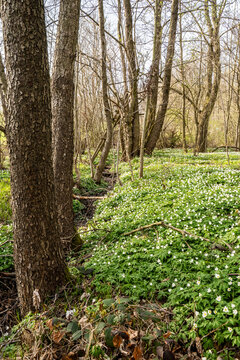 Buschwindr&ouml;schen bl&uuml;hen im Fr&uuml;hling 2