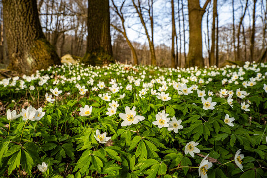 Buschwindr&ouml;schen bl&uuml;hen im Fr&uuml;hling 1