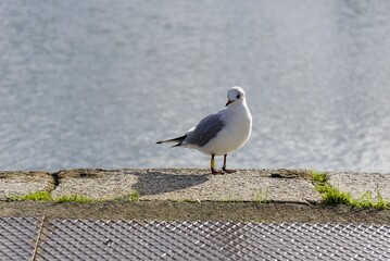 Petite mouette au bord de l'eau .