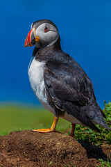 Atlantic Puffin (Fratercula arctica)