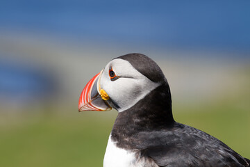 Atlantic Puffin (Fratercula arctica)
