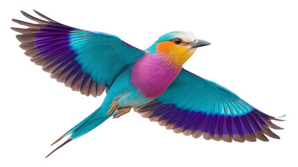 Obraz premium Colorful Hummingbird Flying for Nature and Garden Wildlife isolated on transparent background