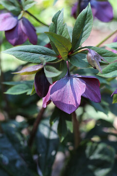 Purple hellebore