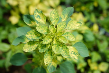 traditional Tamil medicine.
Indian copperleaf, is a medicinal plant commonly used in traditional Tamil medicine., 
