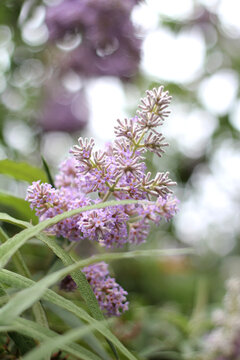 Purple flower head on buddleja plant