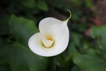 Close up of lily flower opening