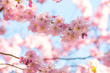 Obraz premium Pink Cherry Blossom Branches Against a Bright Blue Sky in Spring in Hamburg