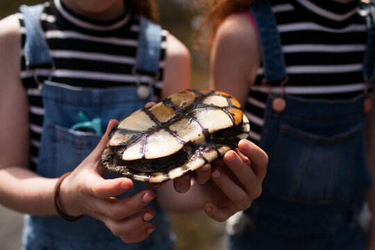 Close up of hands holding a turtle
