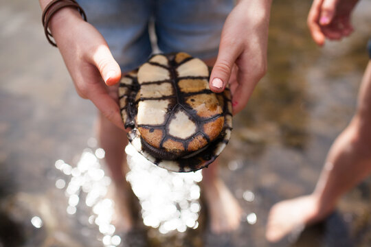 Close up of hands holding a turtle