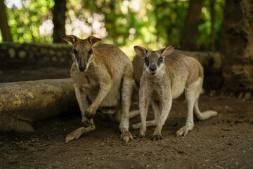 Two wallabies stand alert on earthy ground, surrounded by a lush, green forest background, looking at camera curiously 
