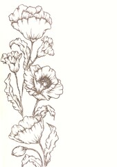 Poppies drawn by hand with a black pen on a white background.