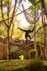 A dark-colored gibbon swings gracefully through a tropical enclosure, traversing between ropes and...