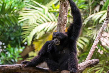 In a vibrant forest, a black gibbon monkey hangs from a branch with one arm, gazing into the distance amidst dense, colorful vegetation.