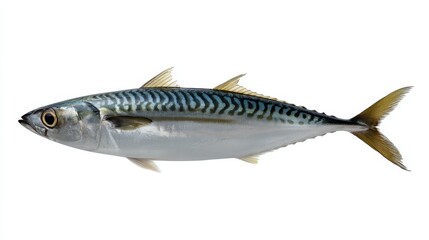 Fototapeta premium Realistic Mackerel Fish Isolated