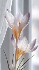 Fototapeta premium purple lily flower