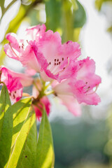 シャクナゲの花