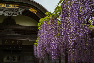小雨の妙福寺に咲く藤
