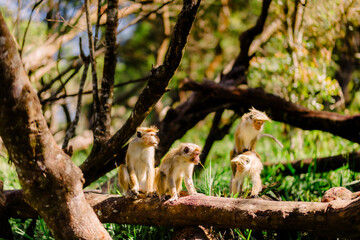 monkey's green forest sun sky, animal, wildlife, asia, jungle 