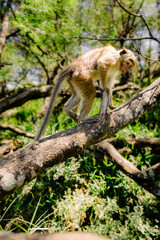 monkey's green forest sun sky, animal, wildlife, asia, jungle