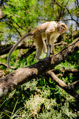 monkey's green forest sun sky, animal, wildlife, asia, jungle