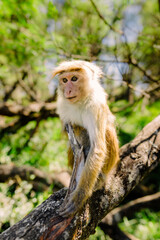 monkey's green forest sun sky, animal, wildlife, asia, jungle