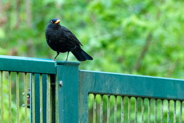 Common blackbird perched on green metal fence in nature