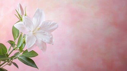 Fototapeta premium Elegant white flower blossom with soft pink backdrop for serene botanical art