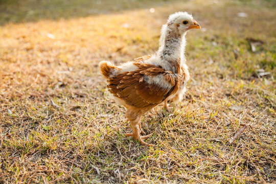 One month old chicken scratching in the grass in the backyard with afternoon sunlight