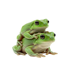Obraz premium Two Green Tree Frogs: Amphibian Couple Close-Up