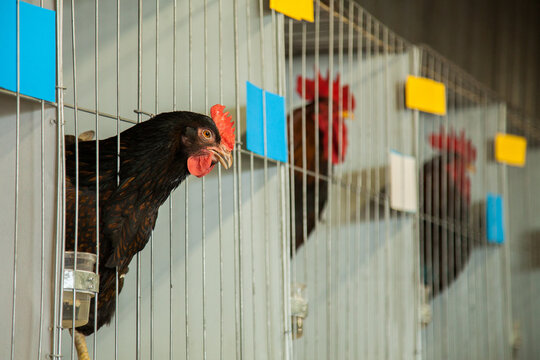 Prize winning chook with head outside cage at the poultry competition