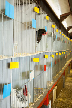 Prize winning chook with head outside cage at the poultry competition