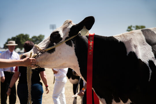Prize winning dairy cow at local agricultural showground in spring