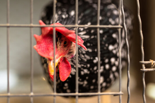 Rooster in a cage at an agricultural show