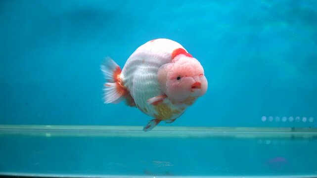 White Ranchu Goldfish
