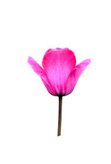 pink magnolia flower