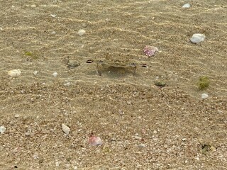 A small crab blends into the sandy seabed beneath shallow, rippling water with scattered shells and pebbles. Close up