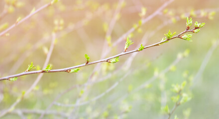 sprig of cherry blossoms and wakes up in spring