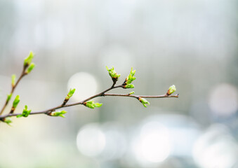 twig spreads green leaves in spring in a blurred urban landscape